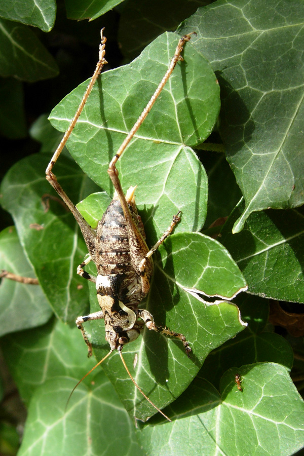 Antaxius (Chopardius) pedestris